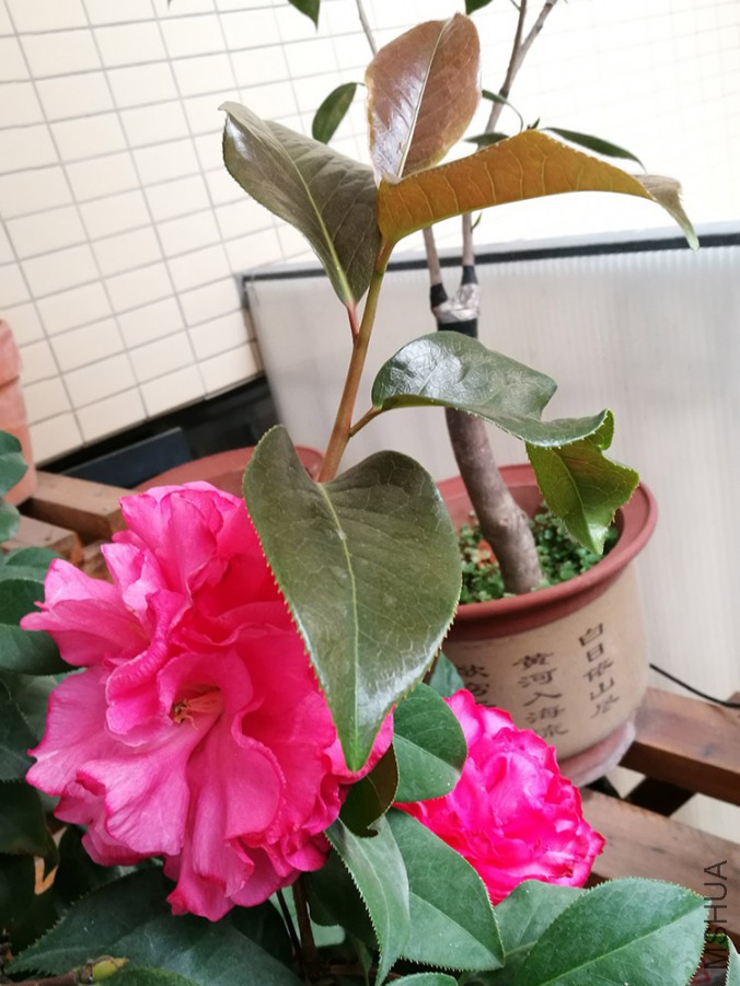 IMG_20170330_070303.jpg