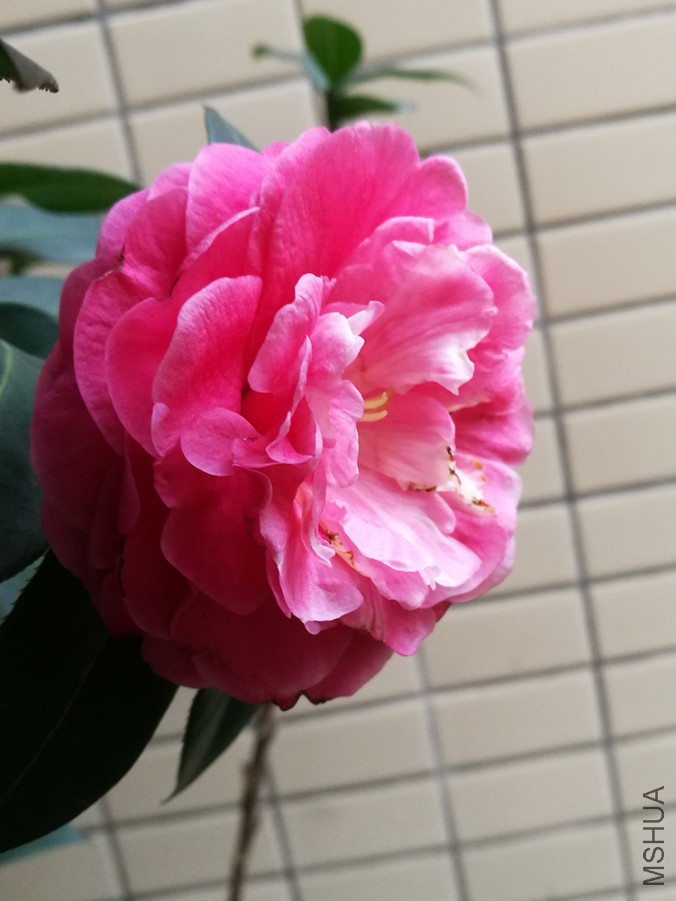 IMG_20170405_070147.jpg