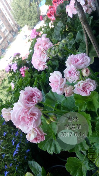 IMG_20170614_100825.JPG
