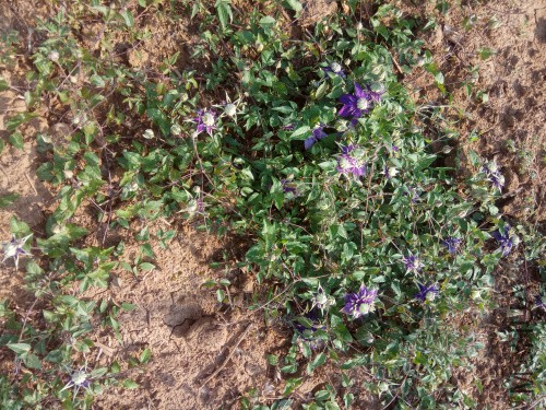 IMG_20170509_160626.jpg