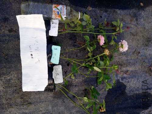 IMG20170825172450.jpg