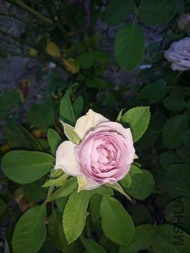 IMG20170824181738.jpg