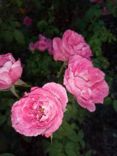 IMG20170824181639.jpg