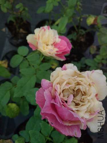 IMG20170803082256.jpg