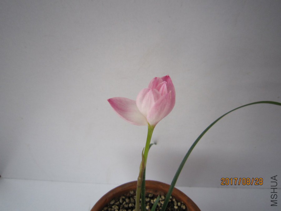 IMG_0005_1067x800.JPG