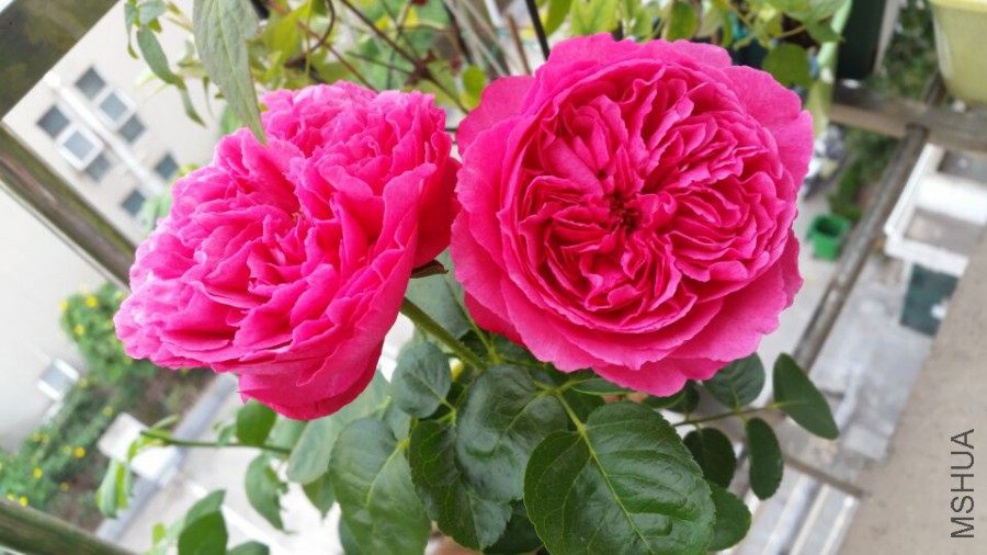 ��ܽ�ճ�32��