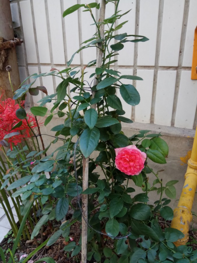IMG_20170908_085657.jpg