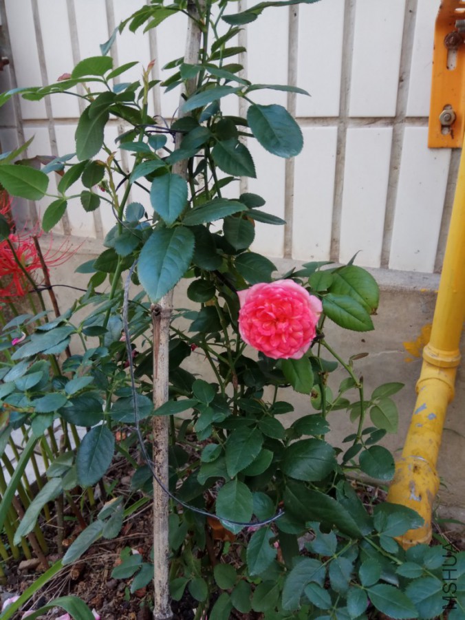 IMG_20170908_085701.jpg