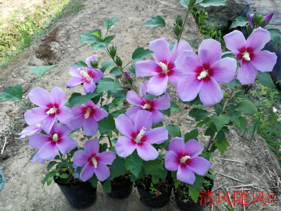 СҶľ�� (7).jpg
