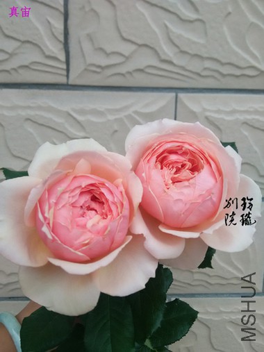 5.����.jpg