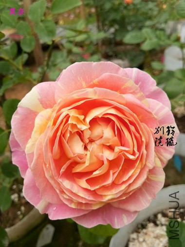 7.Ī��.jpg