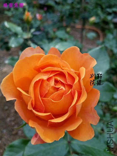 17.���۽���.jpg
