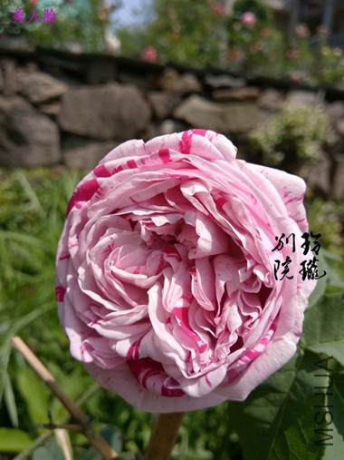 19.������.jpg