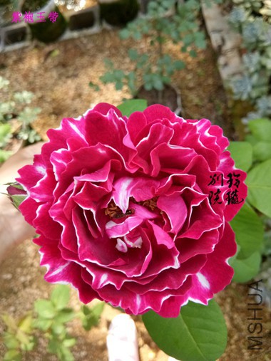 23.�������.jpg