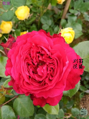 26.���.jpg