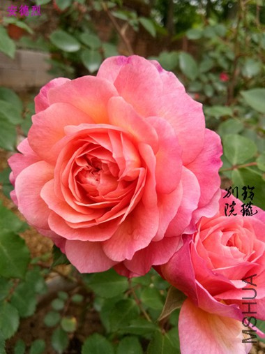 25.������.jpg