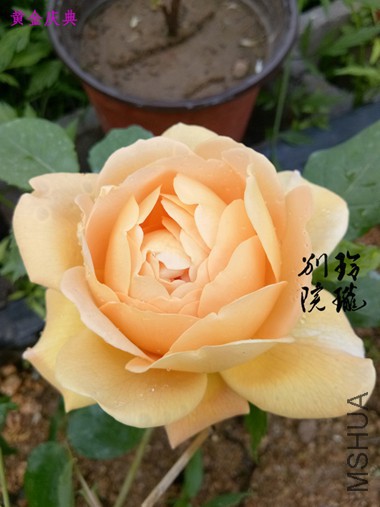 29.�ƽ����.jpg