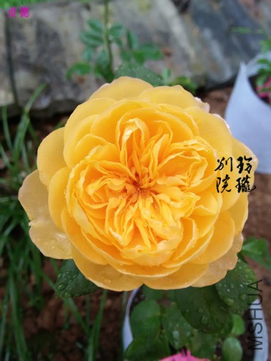33.���.jpg