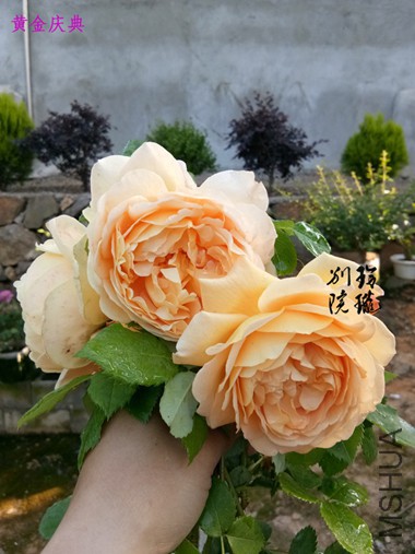 29.�ƽ����2.jpg