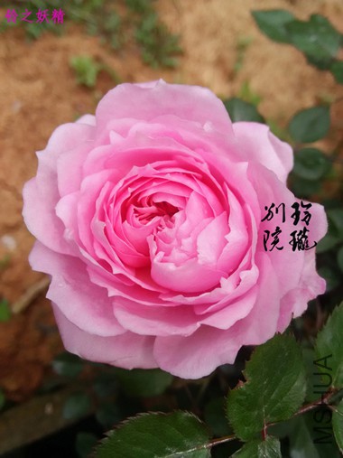 49.��֮����.jpg