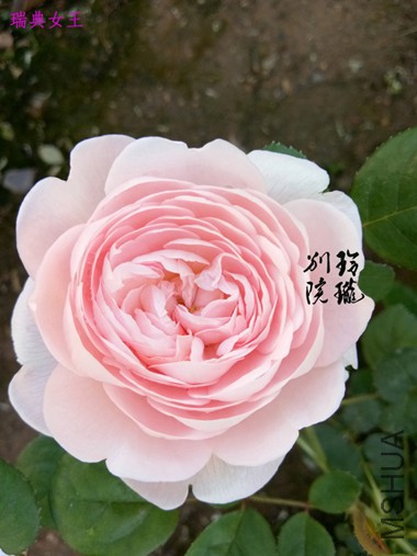 52.���Ů��.jpg