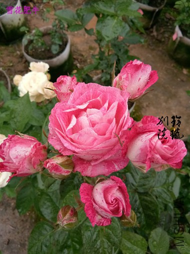 66.ѩ����ţ.jpg