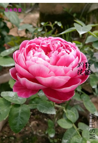 73.�ձ�����.jpg