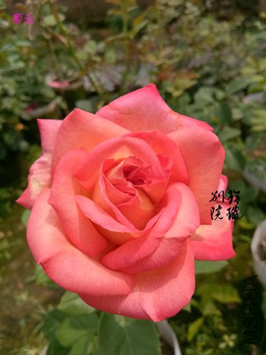 79.����.jpg