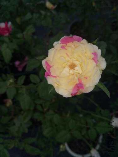 IMG20170907151746.jpg