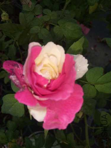 IMG20170907151738.jpg