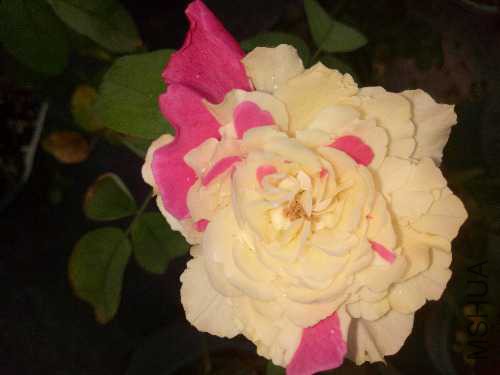 IMG20170907151709.jpg