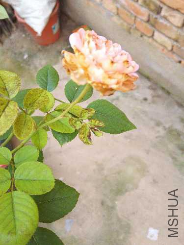 IMG_20170909_171813.jpg
