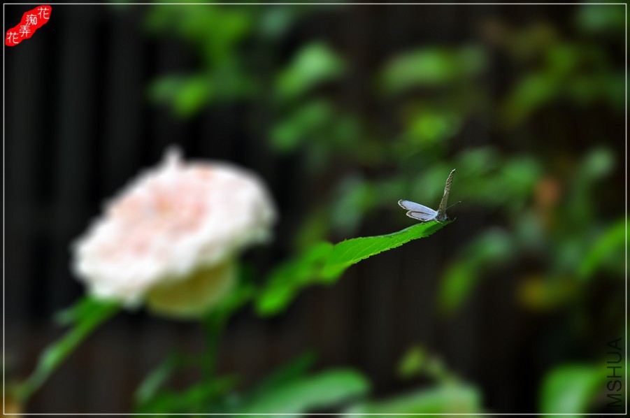 DSC_8517.jpg