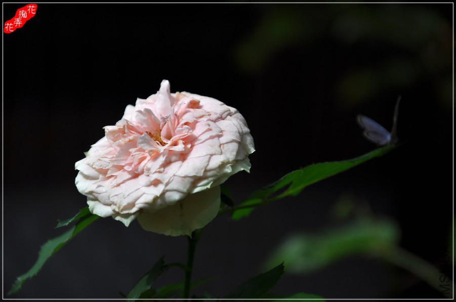 DSC_8530.jpg