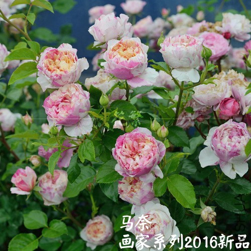 29586_2.jpg