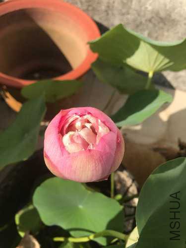 IMG_4685.JPG