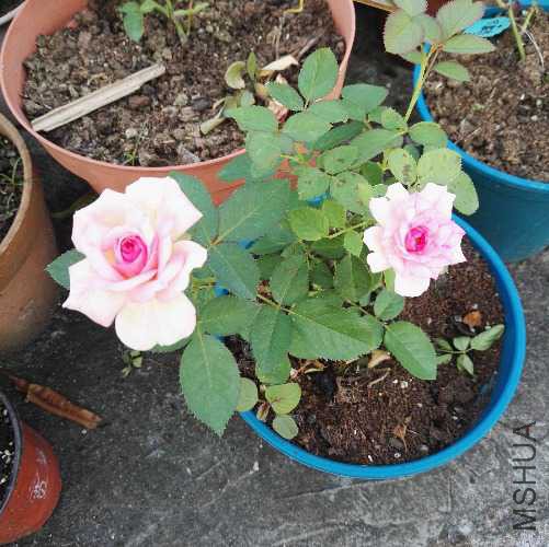 IMG_20170915_083729.jpg