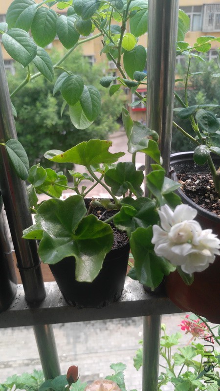 20170820_12_1.jpg