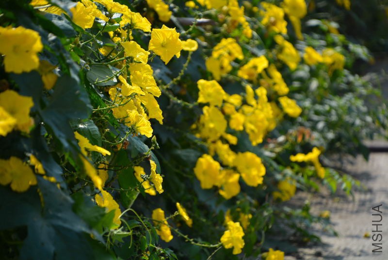 DSC_11250139.JPG