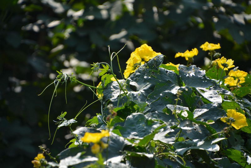 DSC_11090123.JPG