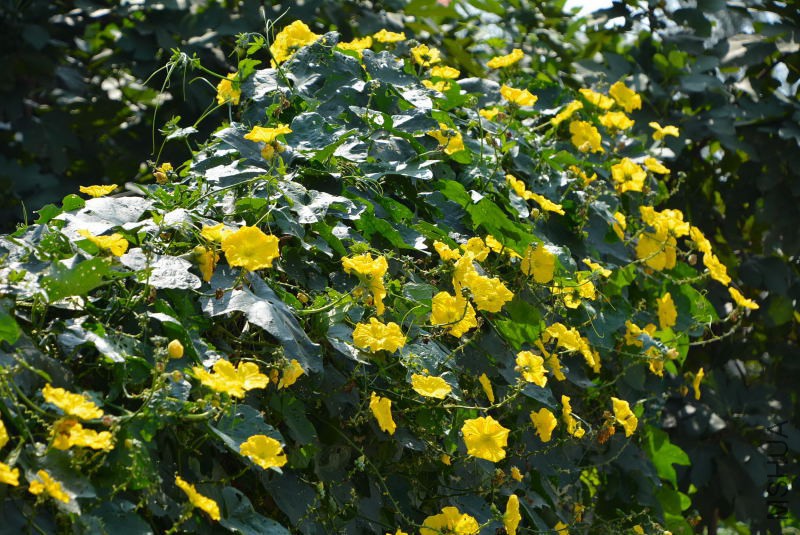 DSC_11080122.JPG