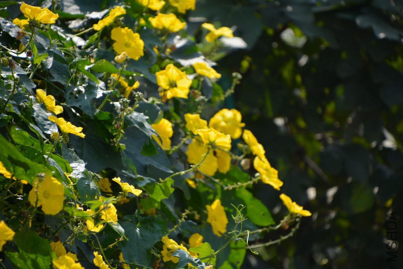 DSC_11110125.JPG