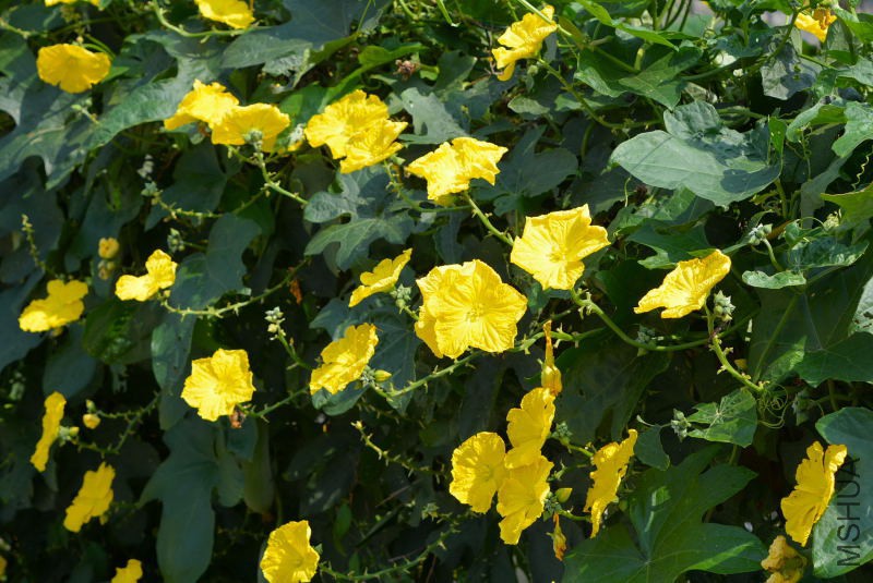 DSC_11030117.JPG