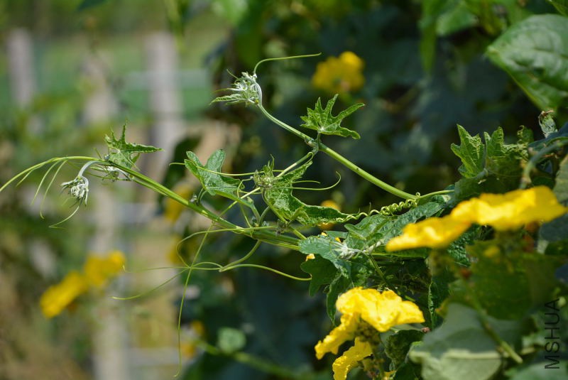 DSC_11190133.JPG