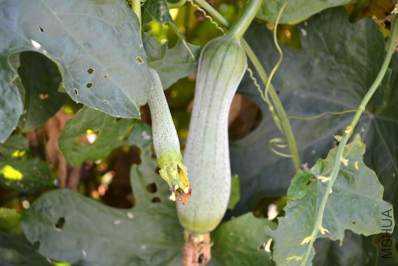 DSC_11510165.JPG