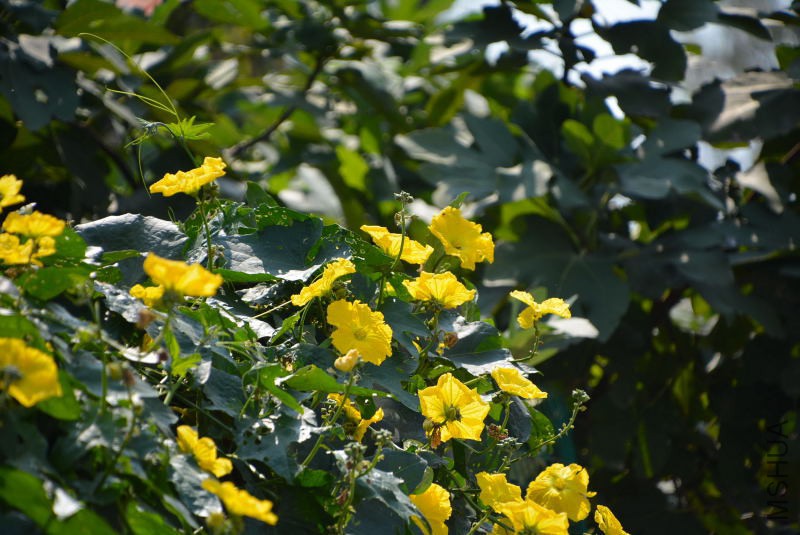 DSC_11100124.JPG