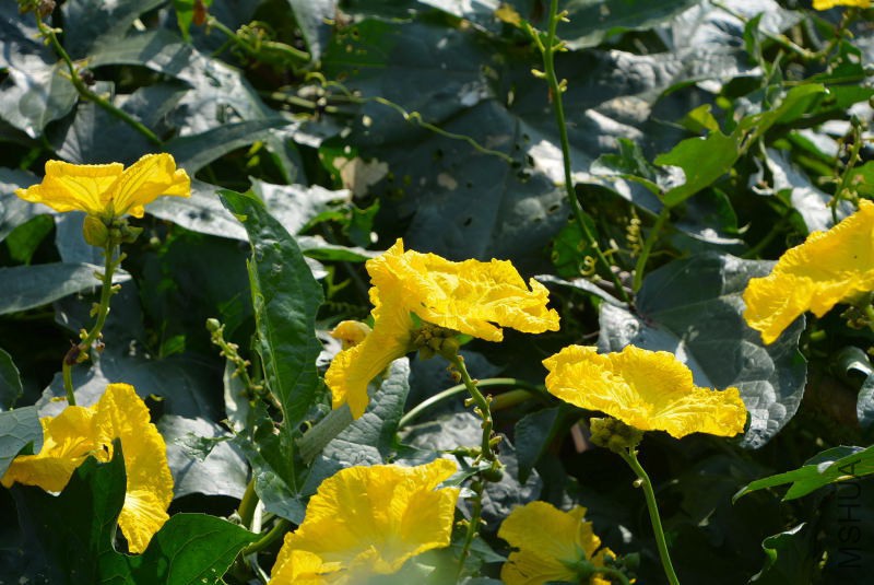DSC_11000114.JPG