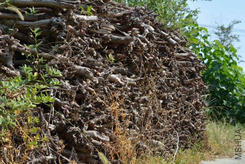 DSC_11330147.JPG