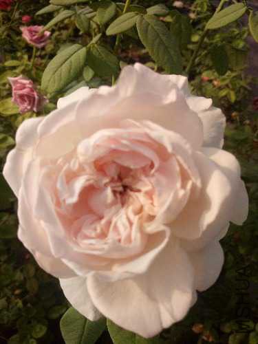IMG20170918155542.jpg