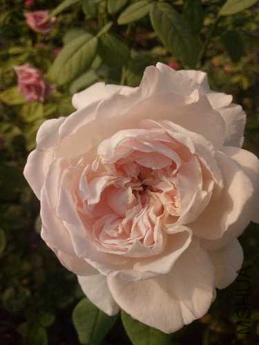 IMG20170918155536.jpg
